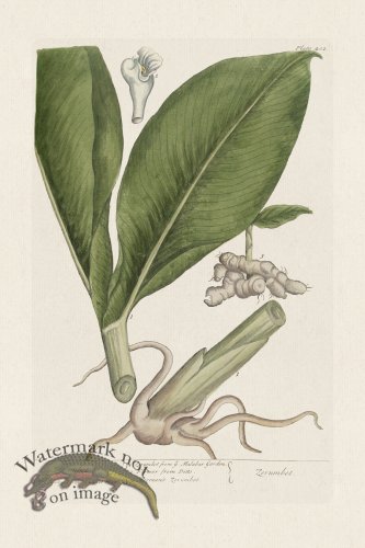 (image for) BEE 402 Zerumet