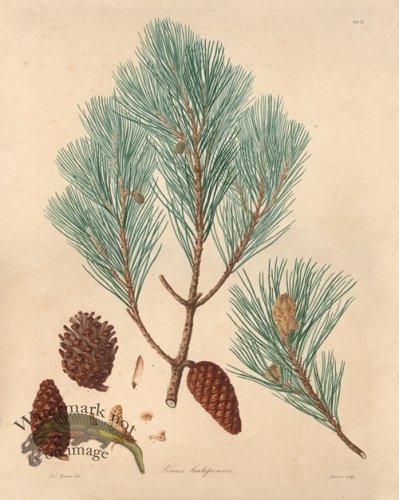 (image for) Lambert Pine 11