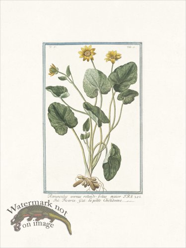 (image for) Bonelli 437 Yellow butter-cups