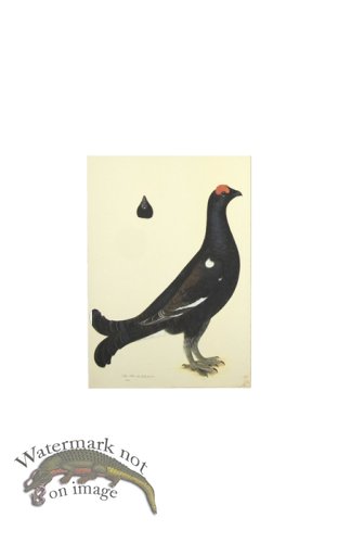 (image for) BLACK GROUSE COCK . PL 19
