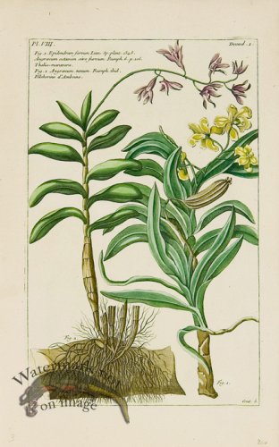 (image for) Buchoz Bot 01