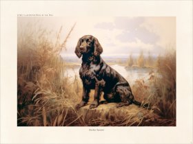 CFA Boykin Spaniel 01