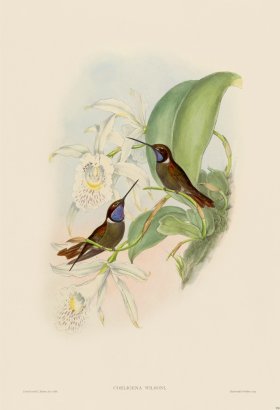 Gould Hummingbird 258