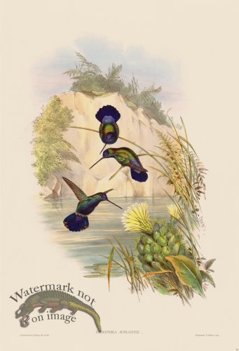 (image for) Gould Hummingbird 087