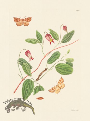 (image for) Abbot Butterfly 101