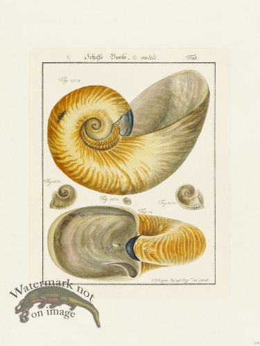 (image for) Martini Shells 100