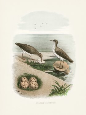 Thomas Gentry Bird 41