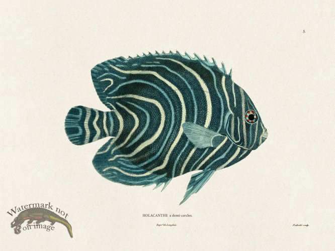 (image for) Werner Fish 005