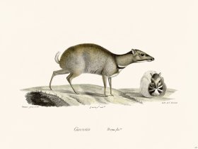 Cuvier 237 Female Napu Deer