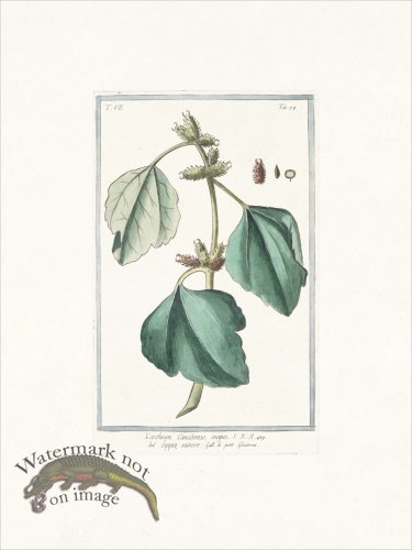 (image for) Bonelli 674 Canada cockleburr