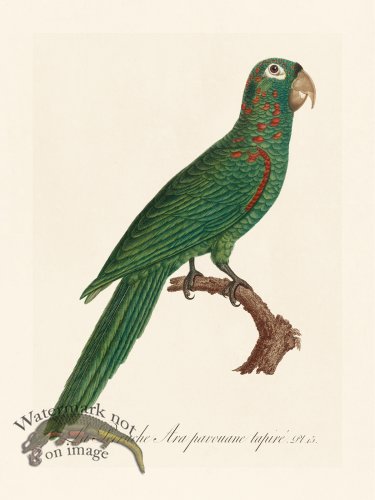 Barraband Parrot 015