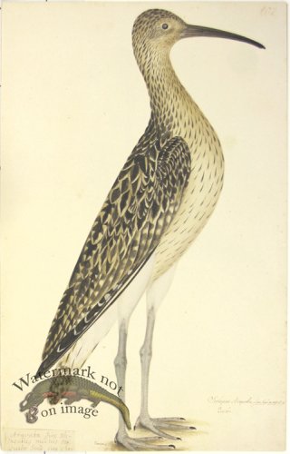 (image for) 207 Swedish Birds . Scolopax Arquata . Eurasian Curlew
