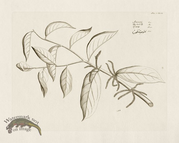 (image for) HORTUS VOl 05 54