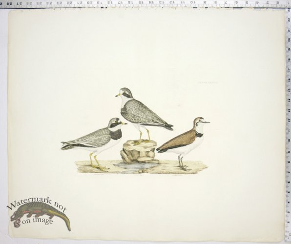 (image for) Ring Plover - Old & Young; Kentish Plover