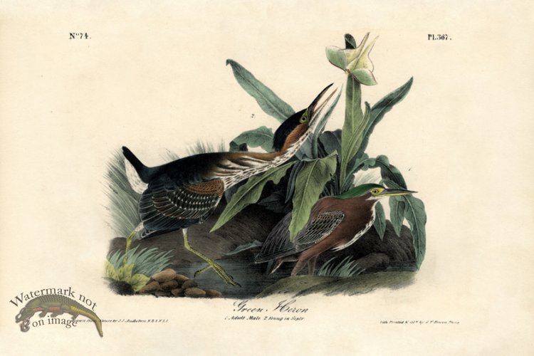 (image for) Green Heron