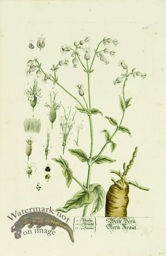 (image for) Blackwell German 248