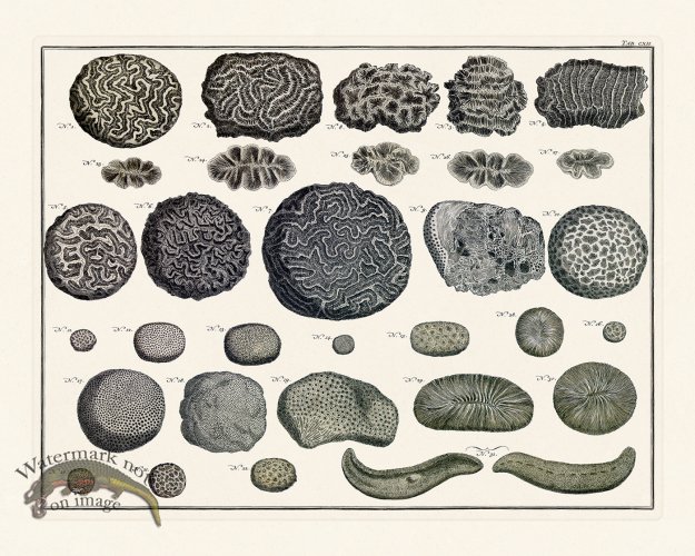 (image for) Seba B2 112 Coral