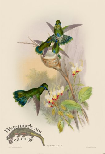 (image for) Gould Hummingbird 224