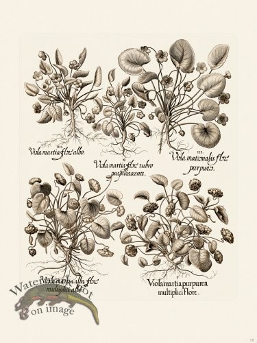 (image for) Besler 018 B1