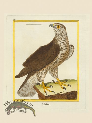 (image for) Martinet Bird 418