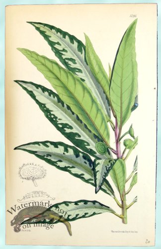 (image for) Curtis Leaves 03