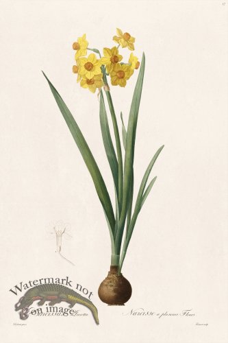 (image for) Les Liliacees Redoute 017