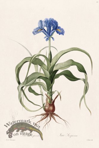 (image for) Les Liliacees Redoute 211