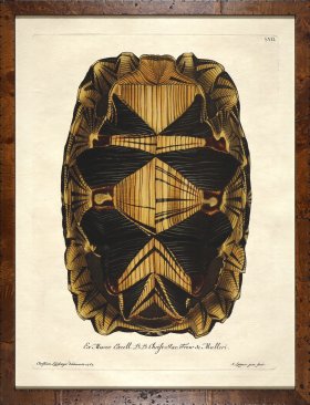 Turtle Shell Burl 10