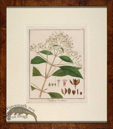 (image for) Hayne\'s Botanical in Burl 07