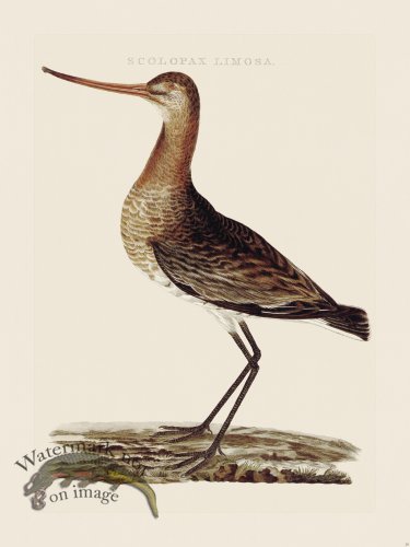 (image for) Nozeman Bird 020