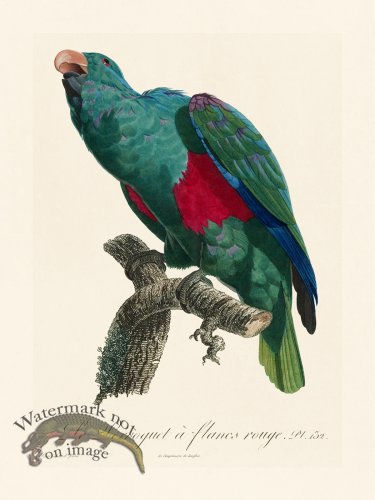 (image for) Barraband Parrot 132