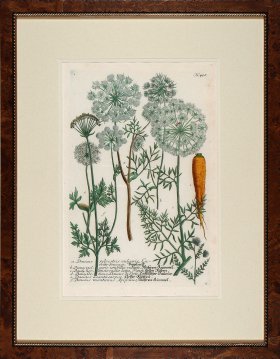 Weinmann Burl with Gold DM 05