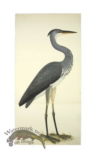 (image for) GREY HERON . PL 3