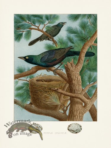 (image for) Thomas Gentry Bird 11