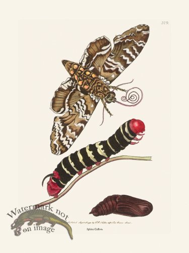 (image for) 319 Sphinx Cassava