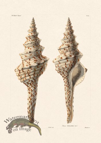 (image for) French Shell 016