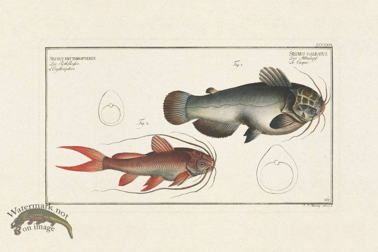 (image for) BLOCH FISH 369