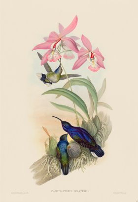 Gould Hummingbird 045