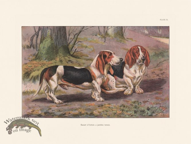 (image for) Les Chiens 051