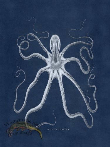 (image for) Octopus Blue 18