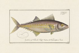 BLOCH FISH 333