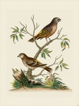 Edwards 129 Two Sorts of Linnets