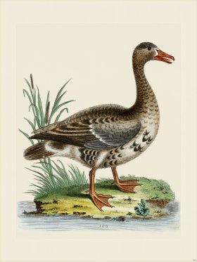 Edwards 153 laughing Goose