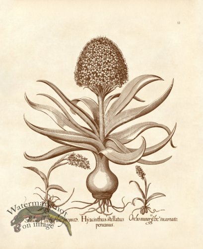 (image for) Besler 12 Hyacinthus