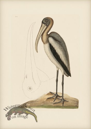 (image for) 081 Wood Pelican