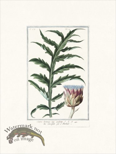 (image for) Bonelli 678 Artichoke