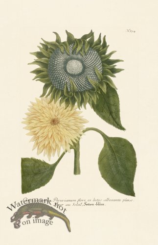 (image for) Weinmann PL 374