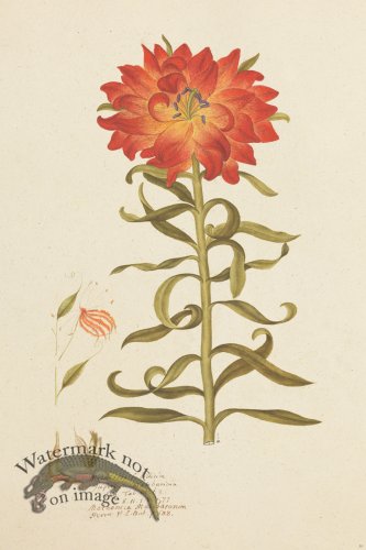 (image for) Blomboken 032