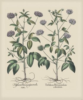 Besler 272 Colored B2