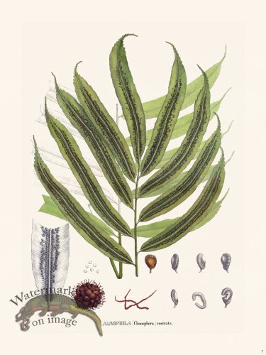 (image for) Ferns of Brazil 07